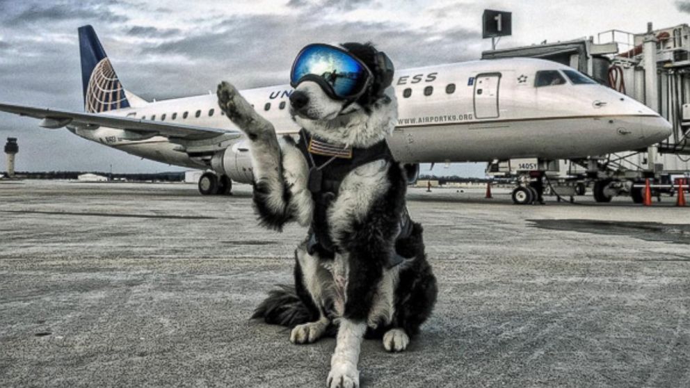 Random doggo