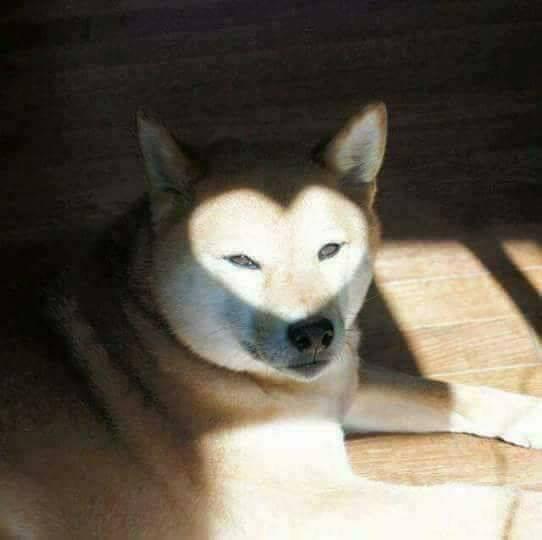 Random doggo