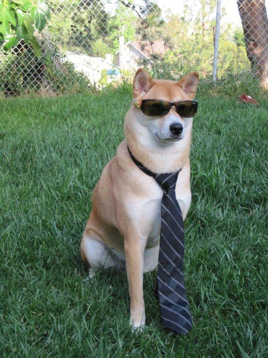 Random doggo