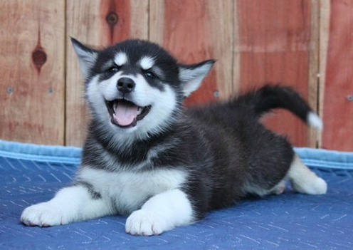 Random doggo