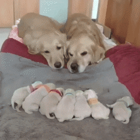 Random doggo