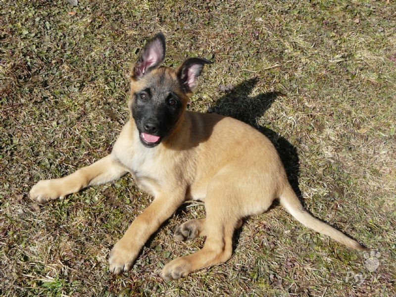 Random doggo