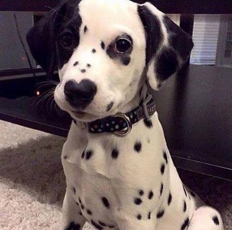 Random doggo