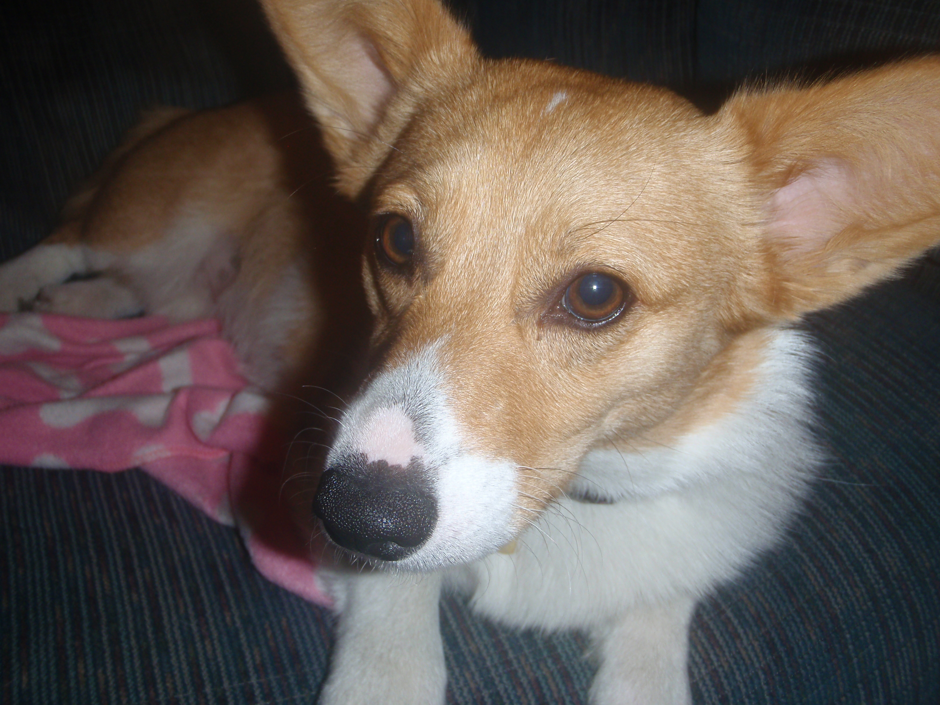 Random doggo
