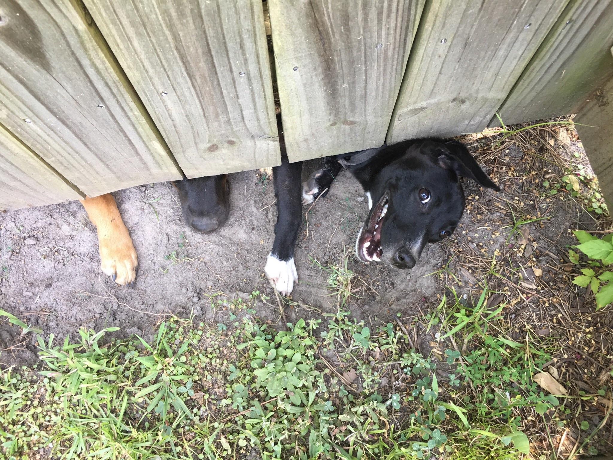 Random doggo