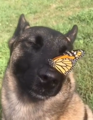 Random doggo