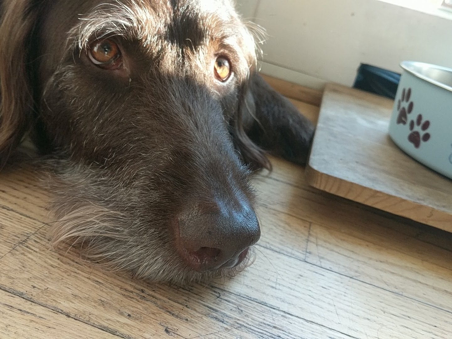 Random doggo
