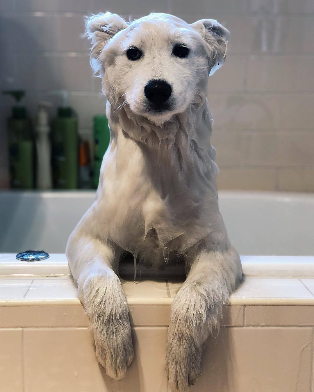 Random doggo