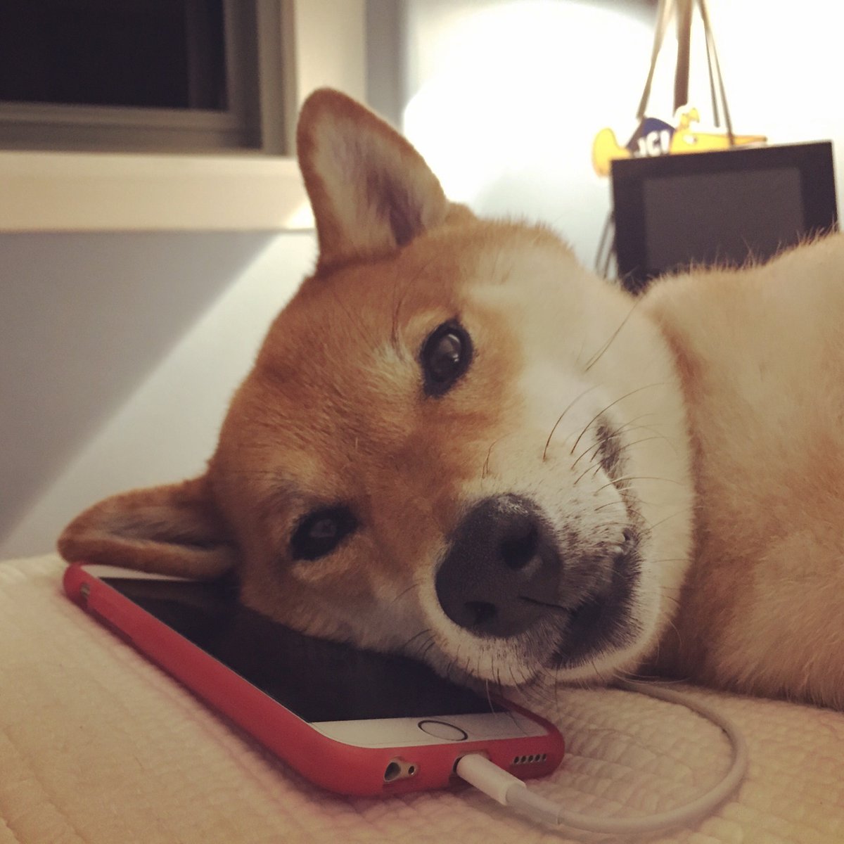 Random doggo